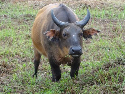Forest buffalo; check out his ears.