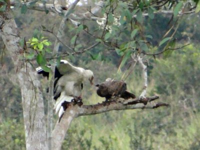 Palm nut vulture feeding its youngster