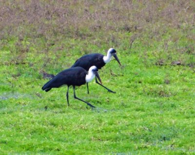 Wooly-necked storks