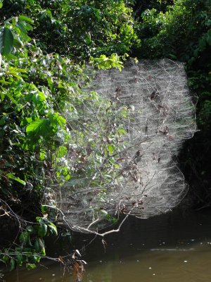 Community spider web