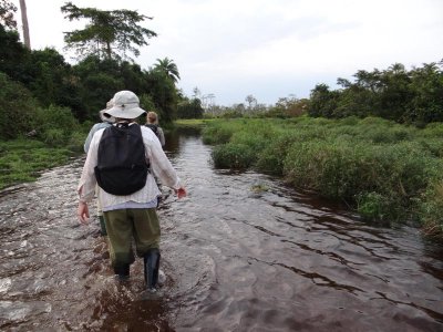 Wading through the bai (watery, forest clearing)