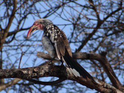 Red-billed hornbill