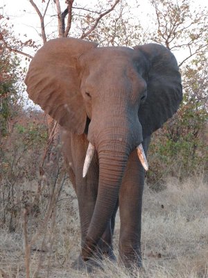 Our first elephant; many more to come.