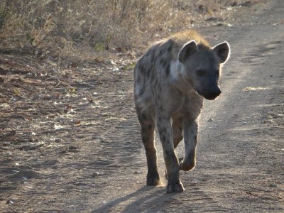 Hyena returning from night time hunt