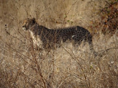 Cheetah!