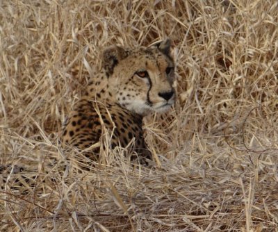 Female cheetah