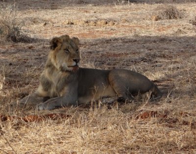 Young male lion, who looks like he's just finished dining.