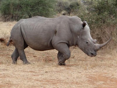 Rhinos are so powerful