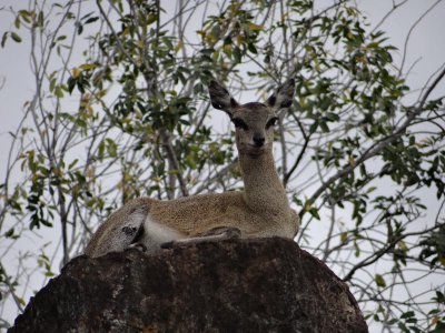 Klipspringer; they have rubber-like hoofs good for springing onto huge boulders.