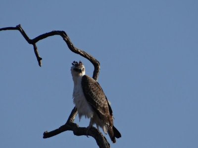 Martial eagle??