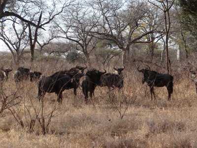Wildebeest; often called Africa's ugliest animal, but I think they're sort of cute.