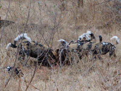 The first dog left and collected the rest of his family; here the adults are eating.