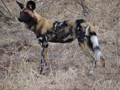 Interesting coloring, don't you think? Note the big ears for excellent hearing.