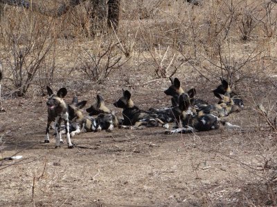 The pups at rest after feeding.
