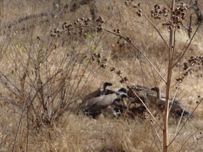 The vultures' turn at the carcass.