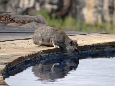 Rock hyrax at lodge's pool