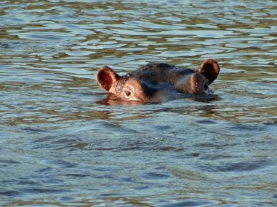 Lounging in the water, staying cool during the heat of the day.