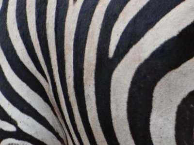 Zebra up close
