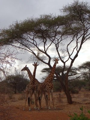More giraffes