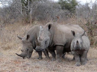 More rhinos