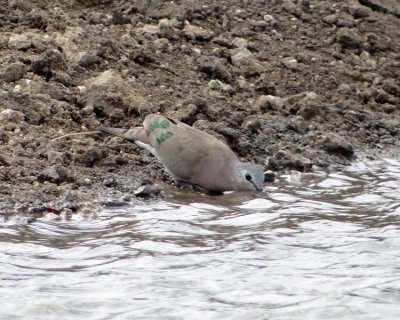 Green spotted dove