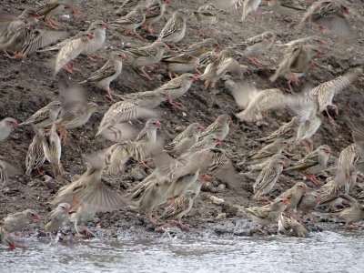 Red-billed quelea, always in large groups and always moving