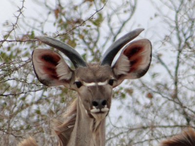 Young male kudu