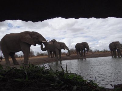 More elephants; check out the second one.