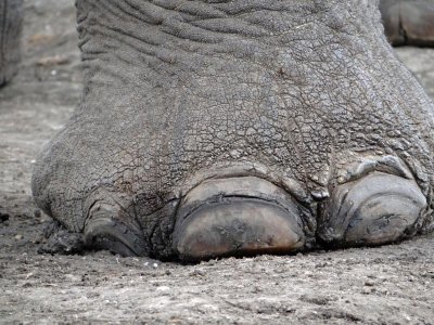 Needs a manicure?