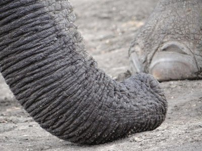 Trunk