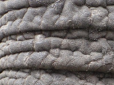Flaps of skin