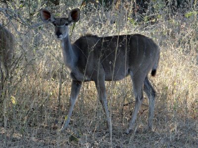 Young female kudu