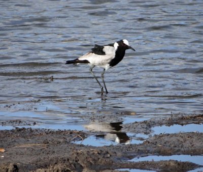 Blacksmith plover