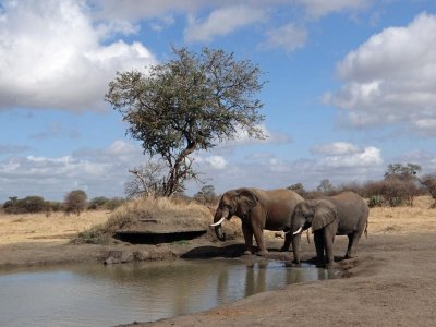 This is the blind where we spent several happy hours, and here are two more elephants.