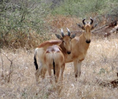 Lichtenstein's hartebeest