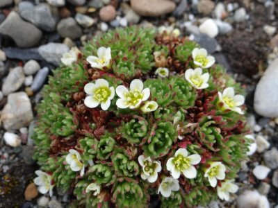 Tiny little flowers bloom after the snow melts.