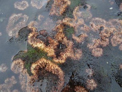 Even the water supports growth.