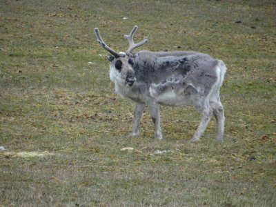 Our first reindeer