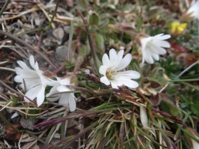 More flowers