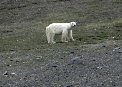 At last, a polar bear!