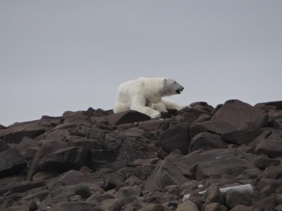 Our second polar bear