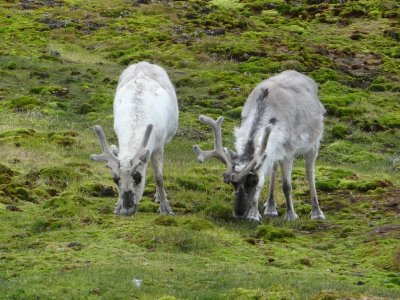 Peaceful, but curious, reindeer