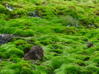 The greenest moss I've ever seen.