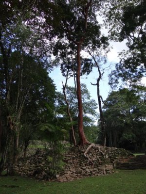 A tree on top of a Mayan ruin at Lubaantum