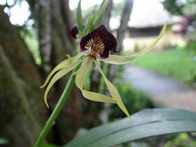 Belize:  black orchid, the national flower