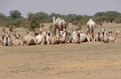 Our first herd of camels