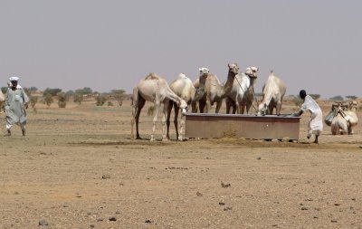 Camels at a watering trough