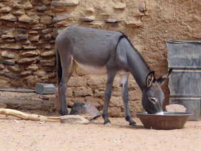 Donkey having a drink