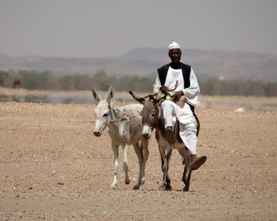 Man and his donkeys