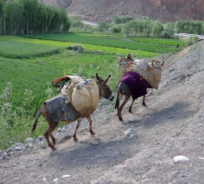 These donkeys were on their own; guess they know the way home.